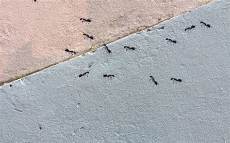 浴室突然很多螞蟻